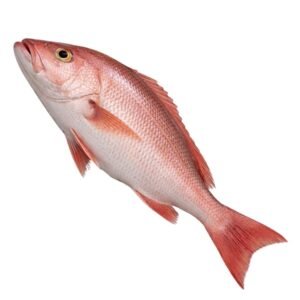 PARGO ROJO (1) Pargo