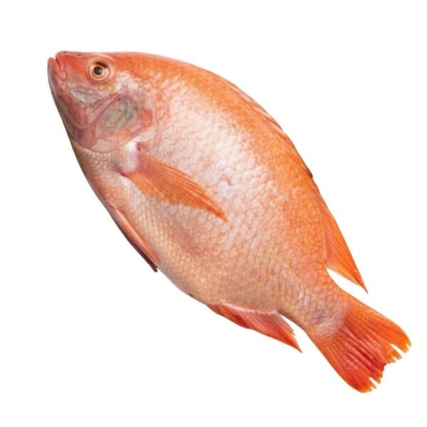 TILAPIA ROJA ENTERA (1) Tilapia Entera